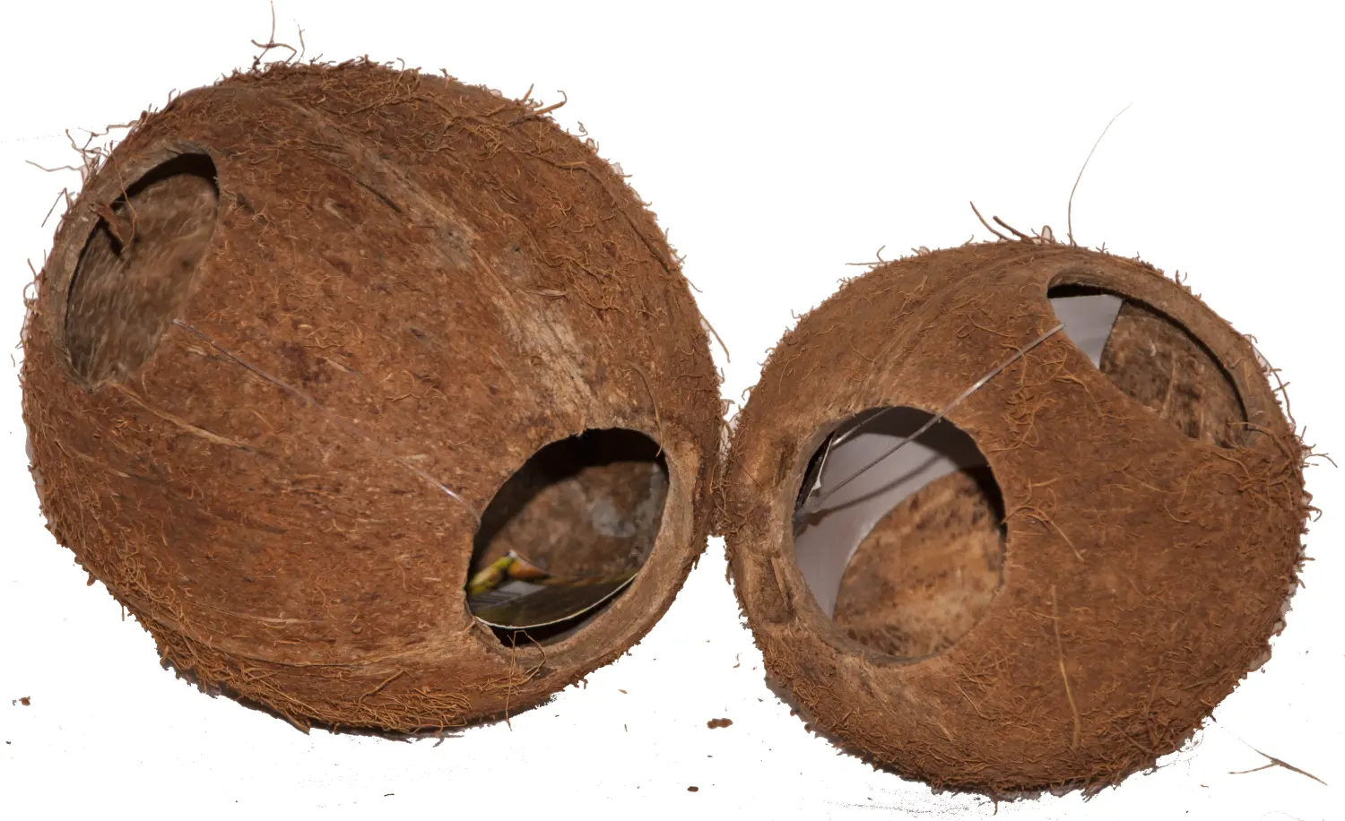 Кокос целый большой с отверстием, шт