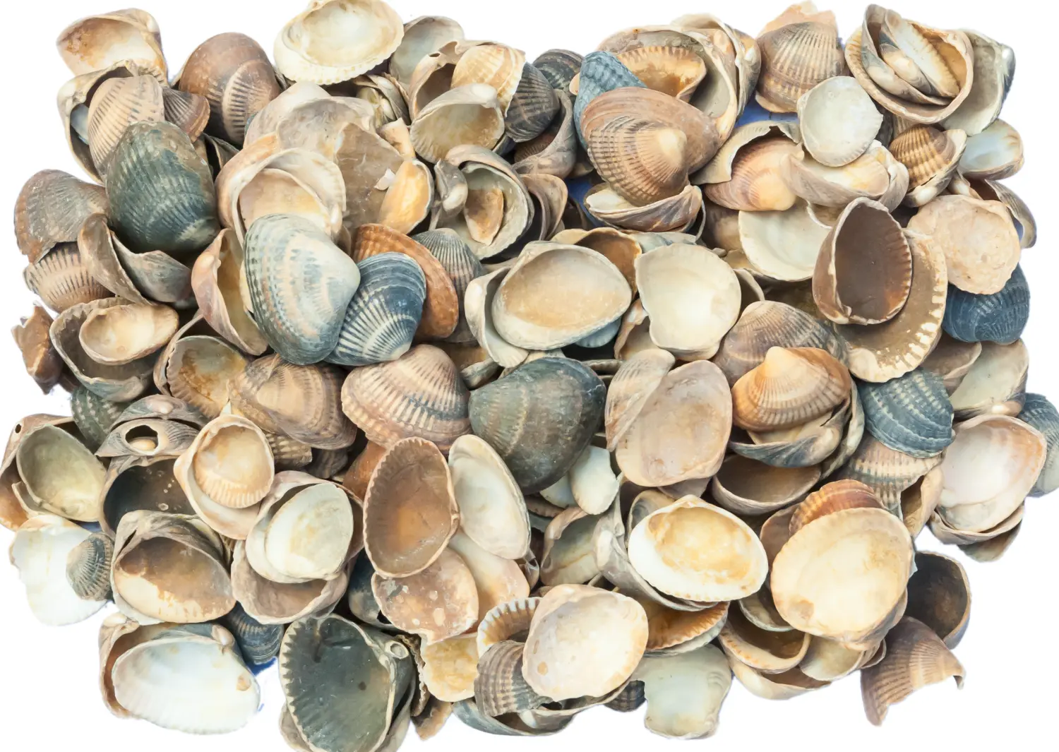 Ракушка морская, 10-40 мм, ~25 кг 