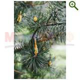 "Фазенда" проект "Геометрическая беседка"