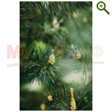 "Фазенда" проект "Геометрическая беседка"