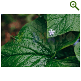 "Фазенда" проект "Геометрическая беседка"