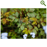 "Фазенда" проект "Геометрическая беседка"