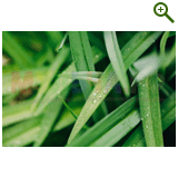 "Фазенда" проект "Геометрическая беседка"