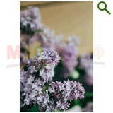 "Фазенда" проект "Геометрическая беседка"