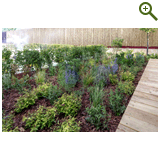 Лавандовый туман