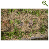 Благоустройство дачного участка