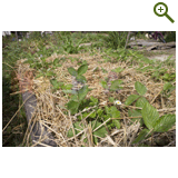 Благоустройство дачного участка