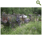 Благоустройство дачного участка