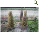 Благоустройство дачного участка