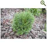 Благоустройство дачного участка