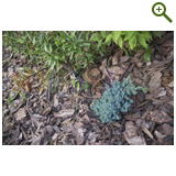 Благоустройство дачного участка