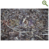 Благоустройство дачного участка