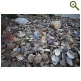 Благоустройство дачного участка