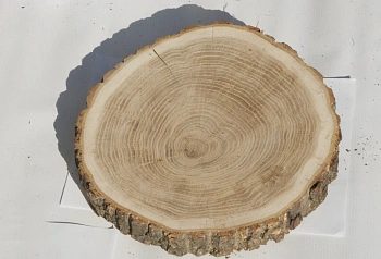 Спил дуб шлифовка СДШ1, (Ø 25-30см, h 3см), шт