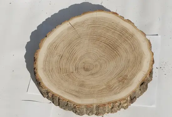 Спил дуб шлифовка СДШ1, (Ø 25-30см, h 3см), шт