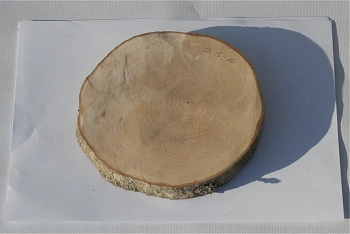 Спил ольха шлифовка СОлШ1 (Ø 15-20см, h 2см), шт