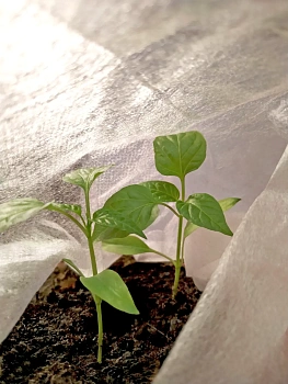 Агротекс Белый 17, 3,2*10 м, уп