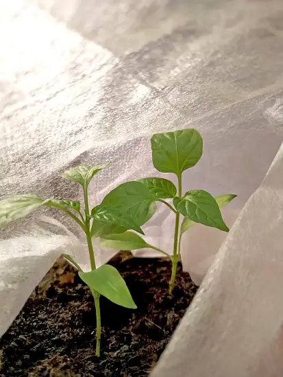 Агротекс Белый 17, 3,2*10 м, уп