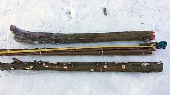 Хворост можжевеловый, (ветки h 0.5-1 м, Ø 2-10 см), кг