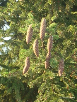 Шишки еловые (200-240 шт), 60 л