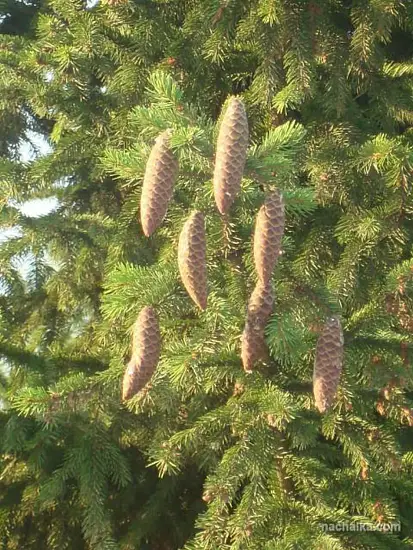 Шишки еловые (200-240 шт), 60 л