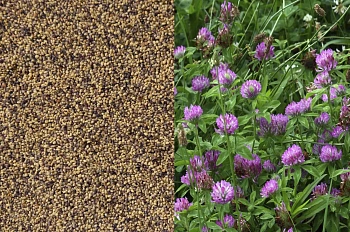 Сидерат Клевер красный-луговой, 0,5 кг