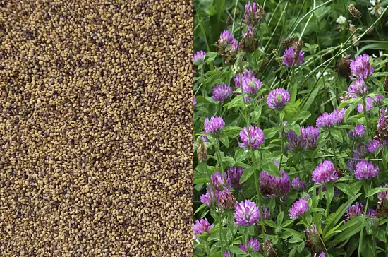 Сидерат Клевер красный-луговой, 0,5 кг