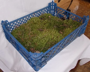 Мох натуральный, зеленый, лоток 30*40 см (без лотка), шт