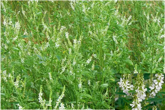 Сидерат Донник белый, 0,5 кг