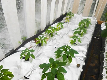 Агротекс Фольгированный укрывной материал 90, 1,6*5 м, уп