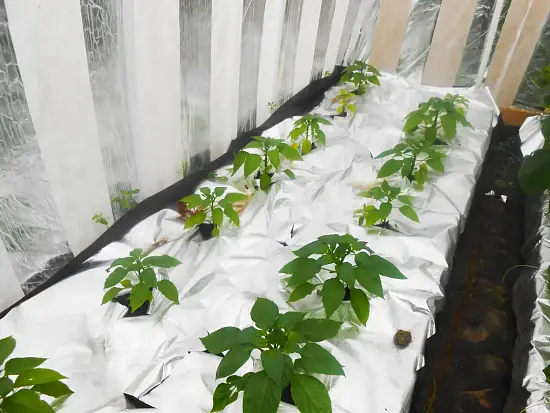 Агротекс Фольгированный укрывной материал 90, 1,6*5 м, уп