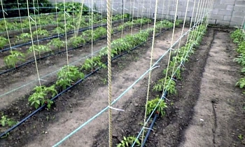 Композитная арматура Ø  6мм, 50 м/бухта