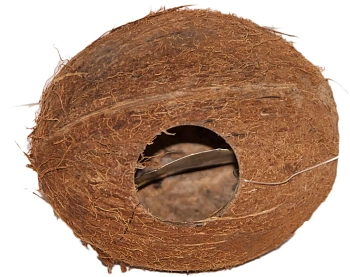 Кокос целый малый с отверстием, шт