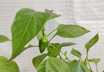 Агротекс двойная защита арм. Белый 60, 3,0*10 м, уп