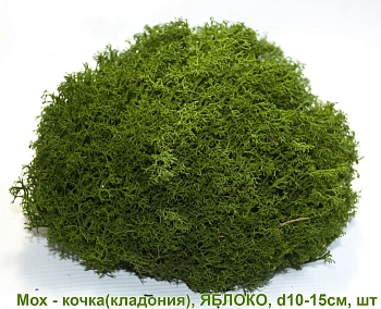 Мох - кочка 'кладония', Яблоко, Ø 10-15 см, шт