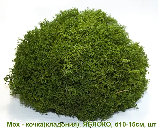 Мох - кочка 'кладония', Яблоко, Ø 10-15 см, шт