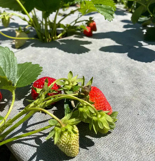 Агротекс двойная защита Бело-чёрный 80, 1,6*5 м, уп