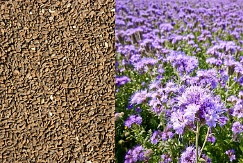 Сидерат Фацелия, 0,3 кг