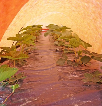 Агротекс двойная защита Красно-желтый 40, 3,0*100 м, рул