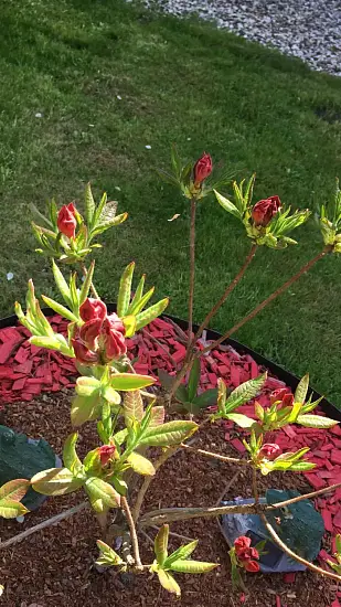 Щепа декоративная, желтая, 60 л