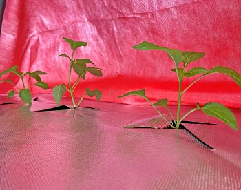 Агротекс двойная защита Бело-красный 60, 3,0*100 м, рул