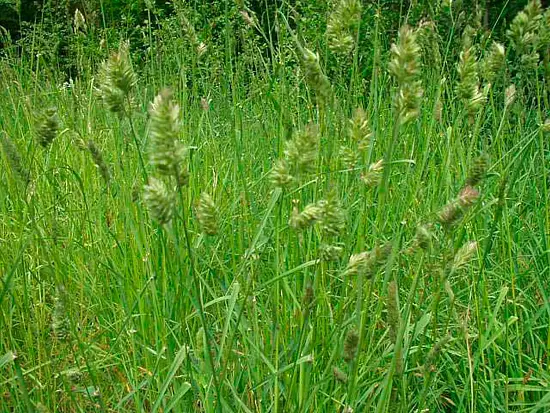 Трава Райграс пастбищный, 0,5 кг