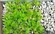 Пеностекло Субстрат Growplant, фр. 0,8-5 мм, зеленый, 50 л