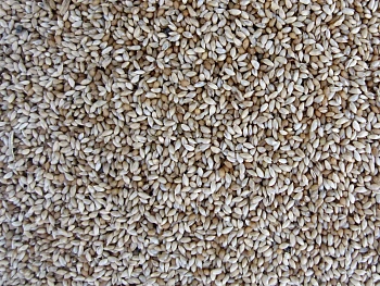 Трава Тимофеевка луговая, 0,5 кг