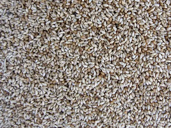 Трава Тимофеевка луговая, 0,5 кг