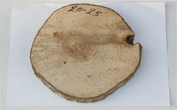 Спил осина шлифовка СОсШ1, (Ø 20-25 см, h 2см), шт