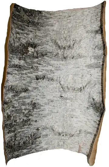 Береста в листах ( ~ 20 x 20 см), шт