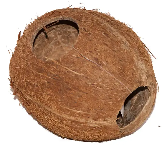 Кокос целый большой с отверстием, шт