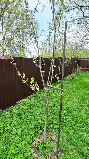 Опора деревянная для плодовых деревьев 160 см, 10 шт/уп