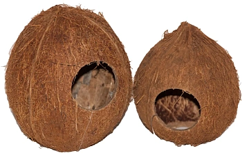 Кокос целый малый с отверстием, шт